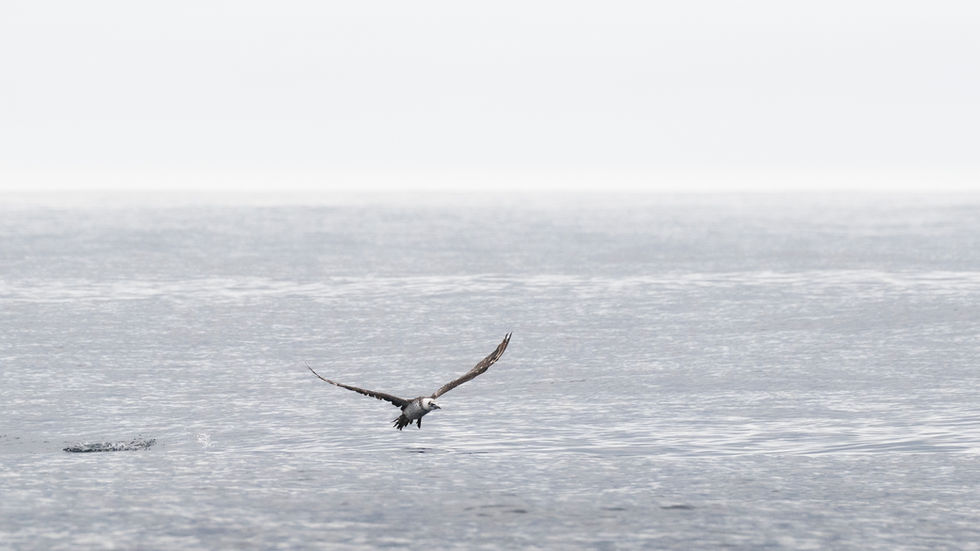 Northern Gannet