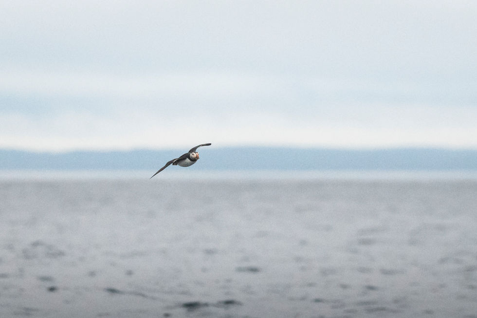 Atlantic Puffin