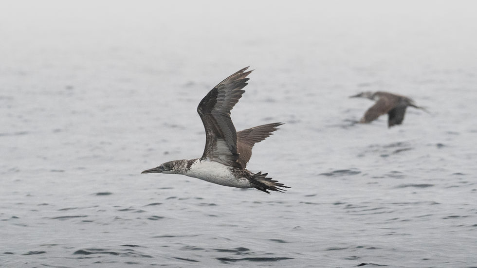 Northern Gannet