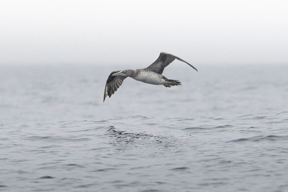 Northern Gannet