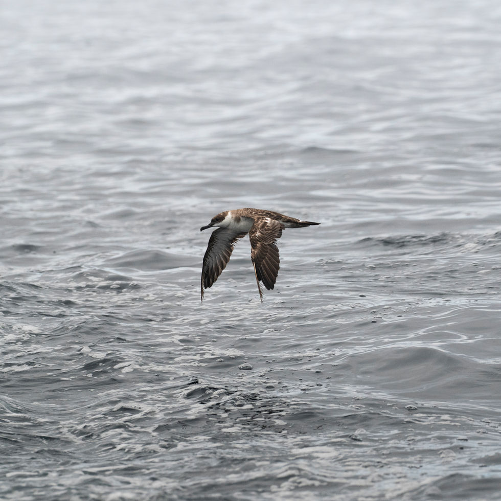 Great Shearwater