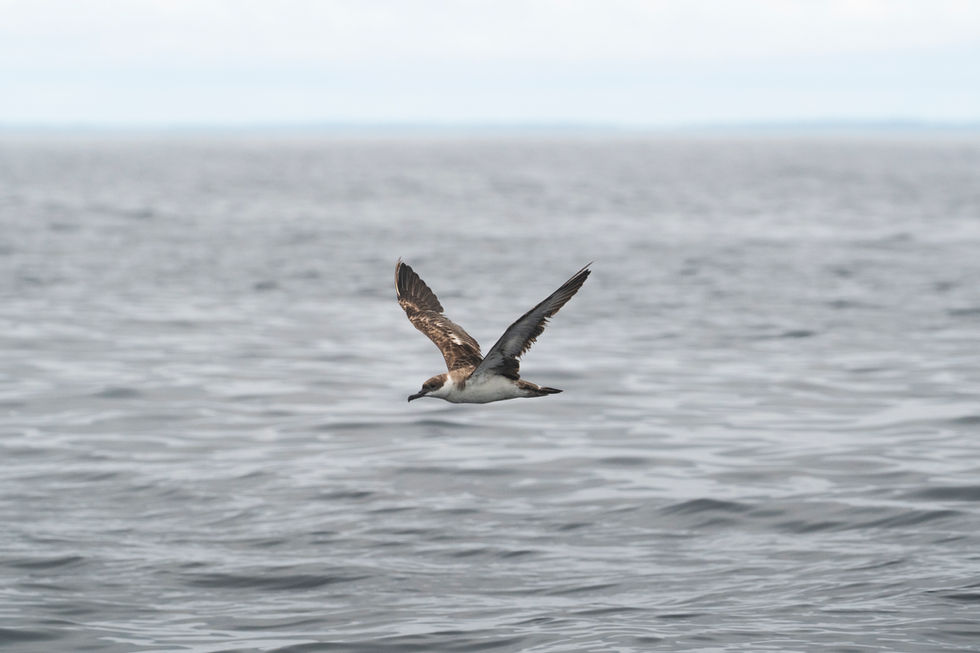 Great Shearwater