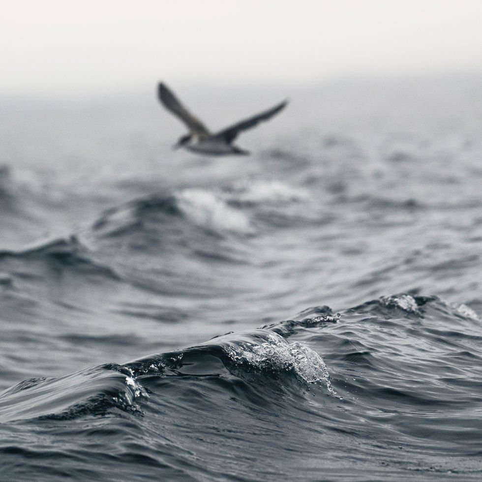 Great Shearwater