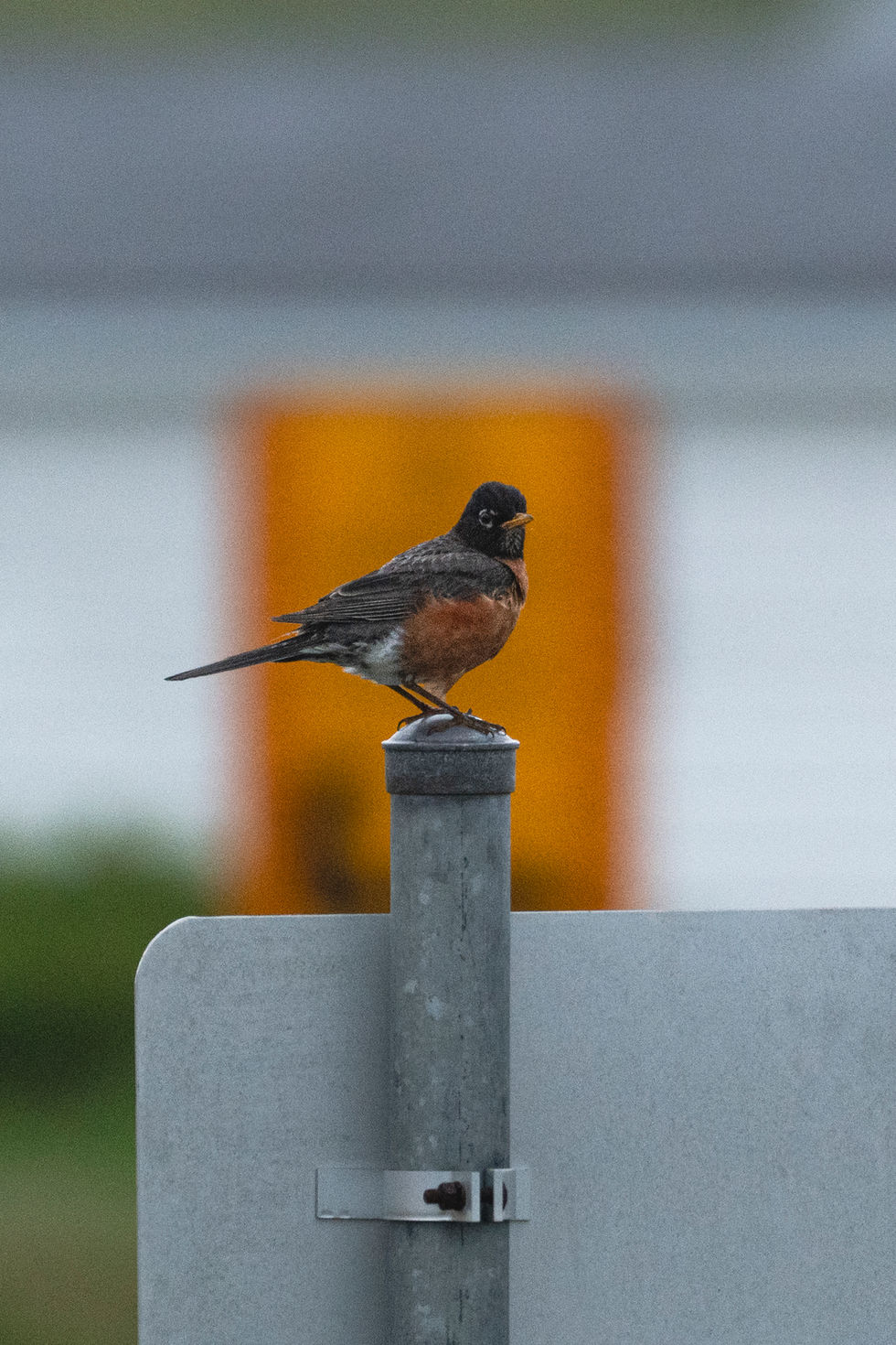 American Robin