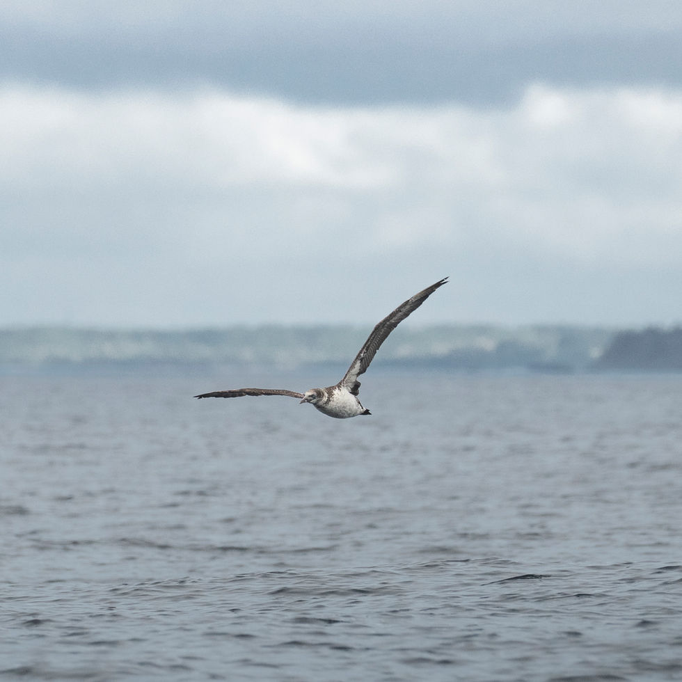 Northern Gannet