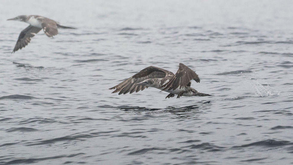 Northern Gannet