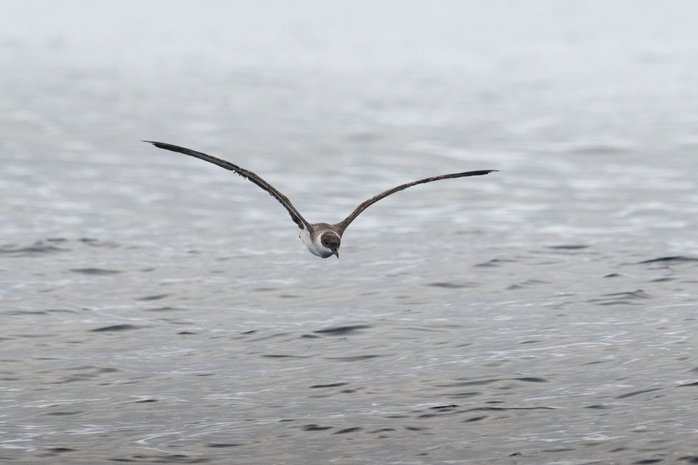 Great Shearwater