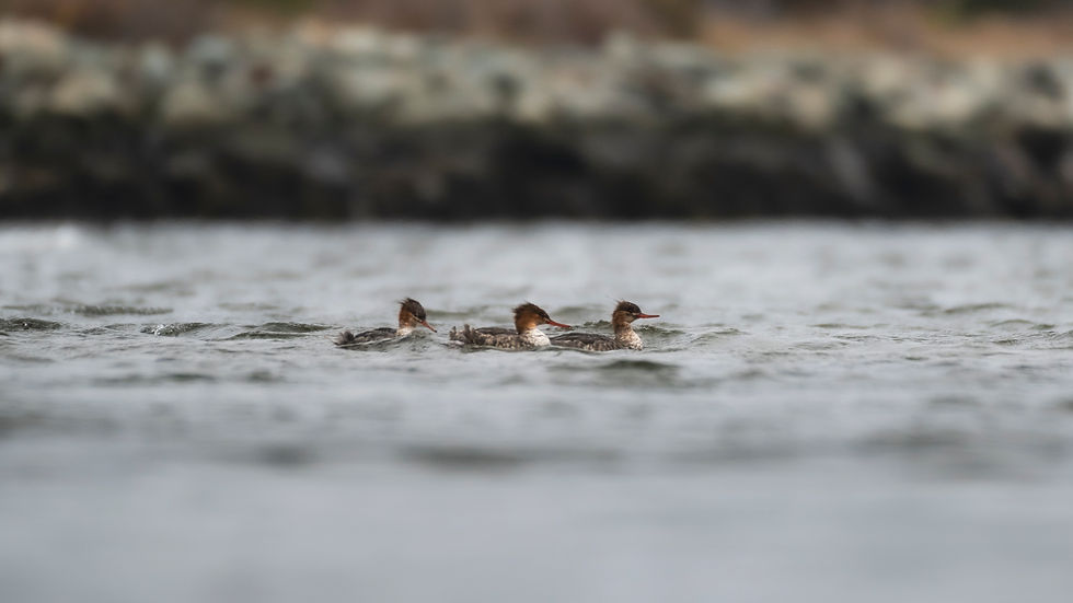 Red-breasted Mergansers