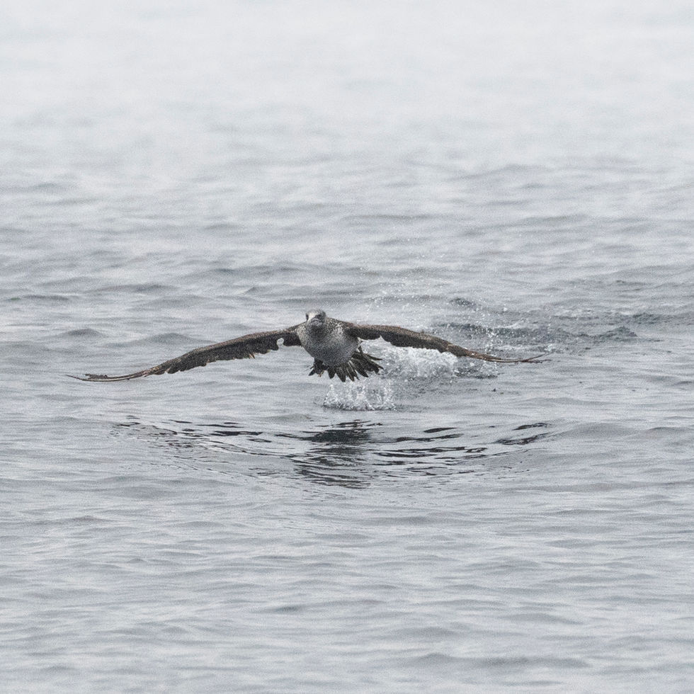 Northern Gannet
