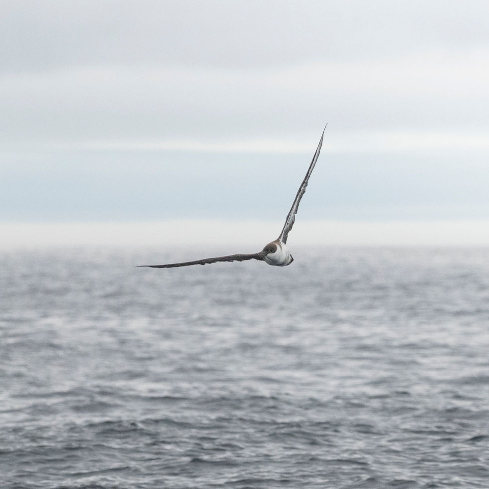 Great Shearwater
