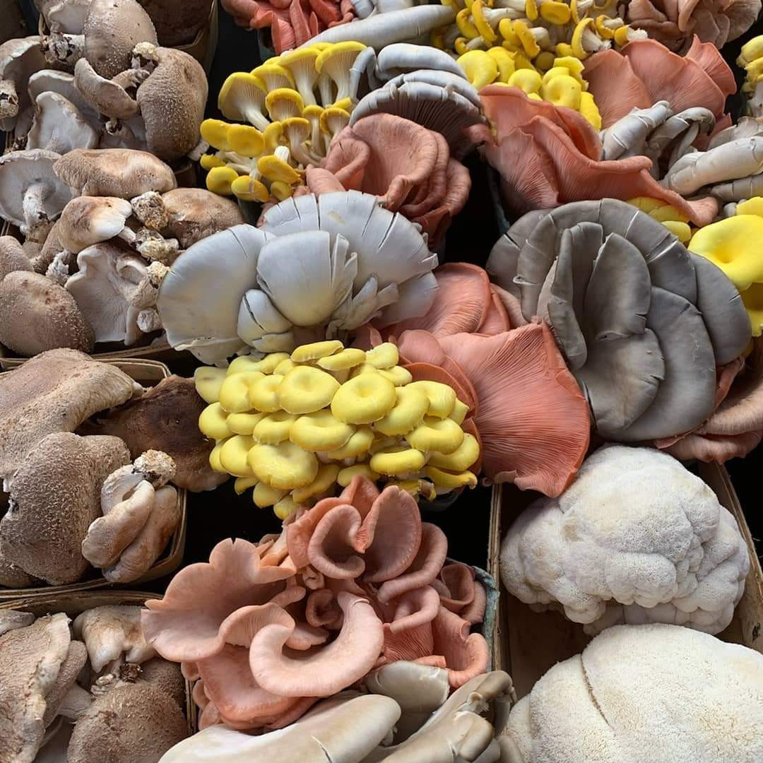 Bella Vita Mushrooms