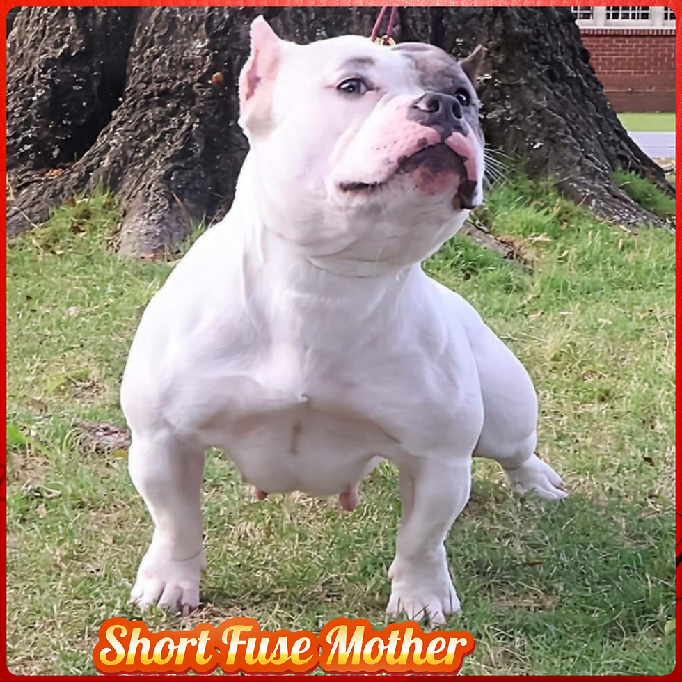 Thumbnail: Short Fuse Stud Service 