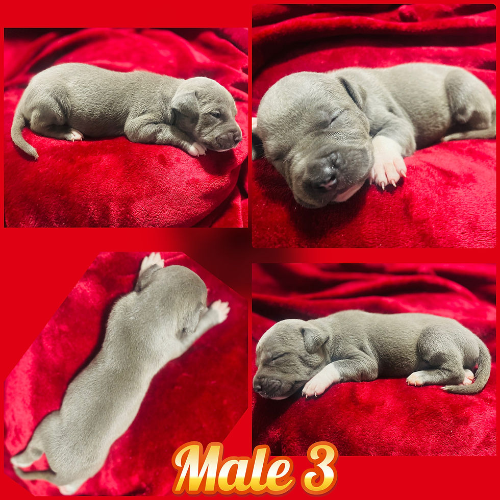 Thumbnail: Blue Nose American Pitbull 