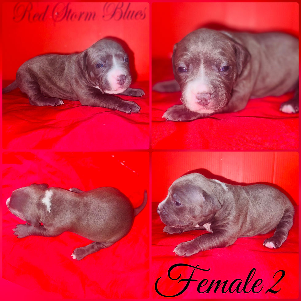 Thumbnail: Blue Nose Pitbull