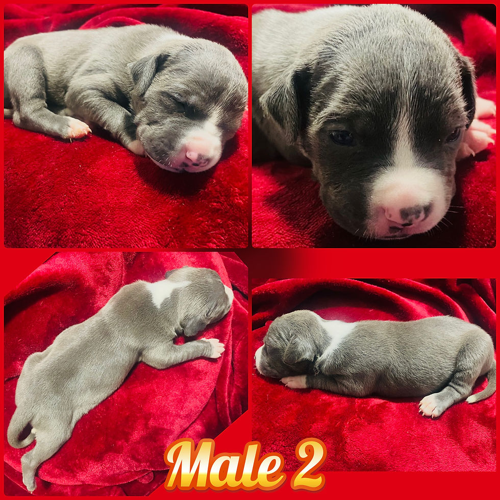 Thumbnail: Blue Nose American Pitbull 