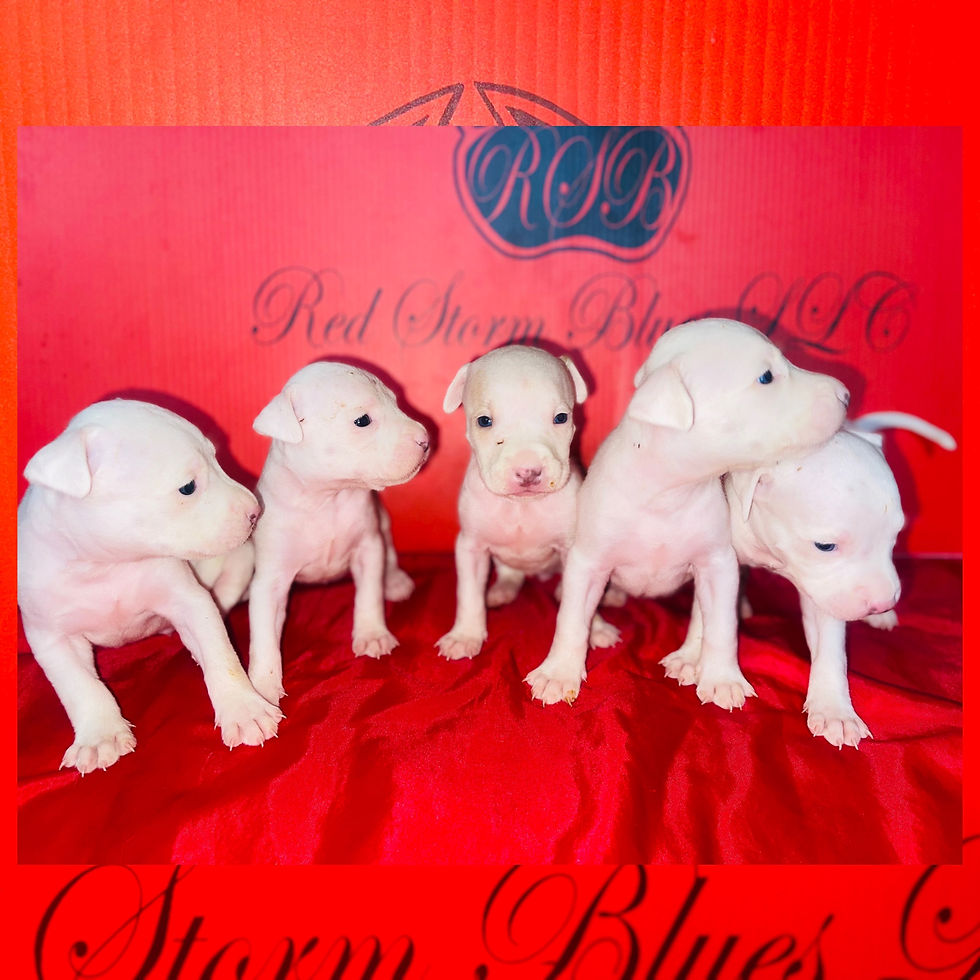 American Pitbull Terrier My Vxw Site Ecf9us 1