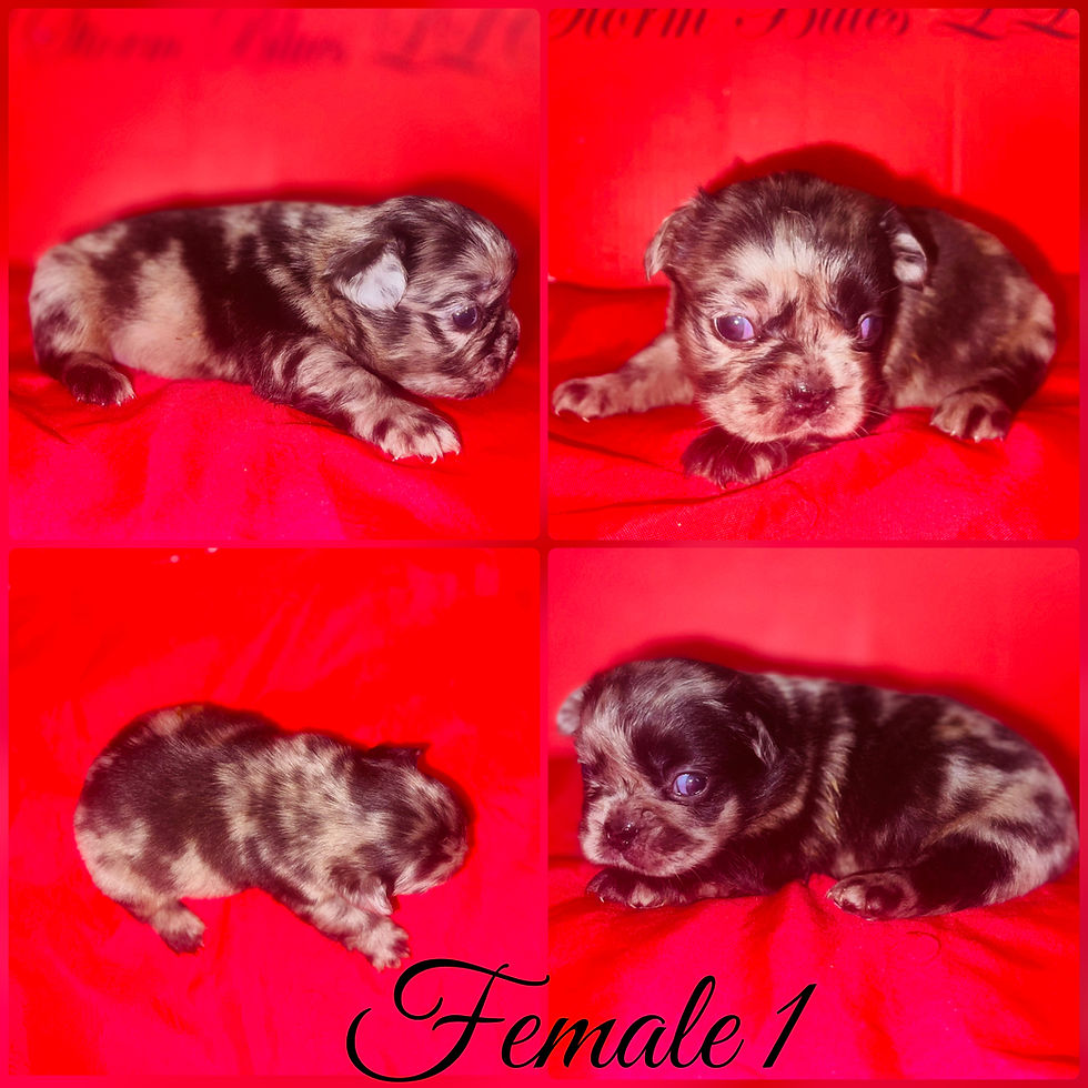 Thumbnail: Big Rope Fluffy French Bulldog Puppies 