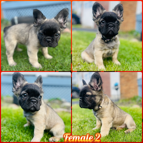Dog Fluffy Frenchie For Sale English Bulldog Fluffy French Bulldog