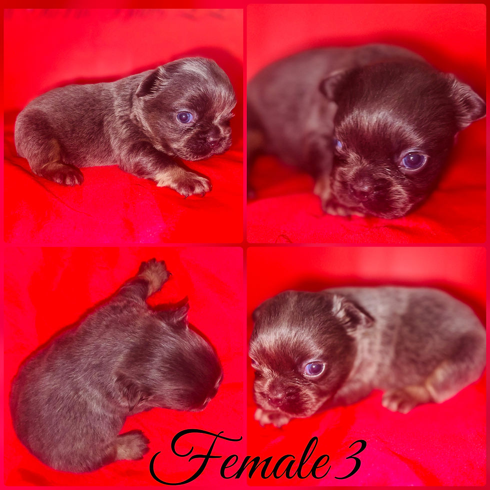 Thumbnail: Big Rope Fluffy French Bulldog Puppies 