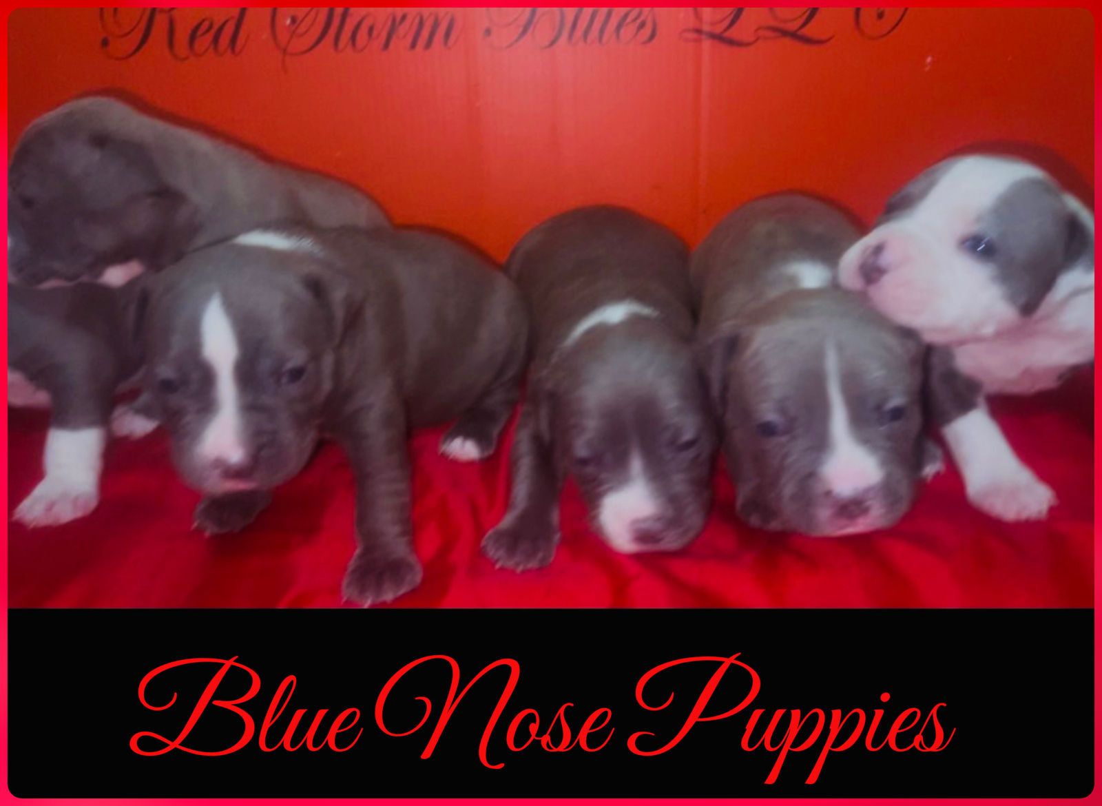 Blue Nose Pitbull