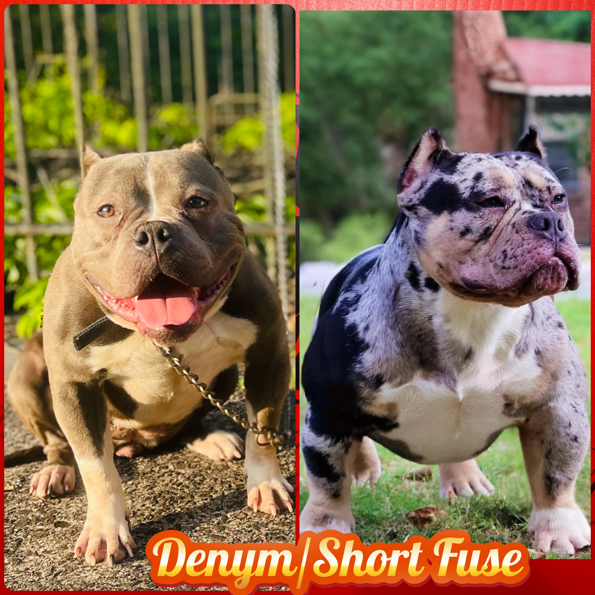 Blue Merle Tri-Color American Bully 