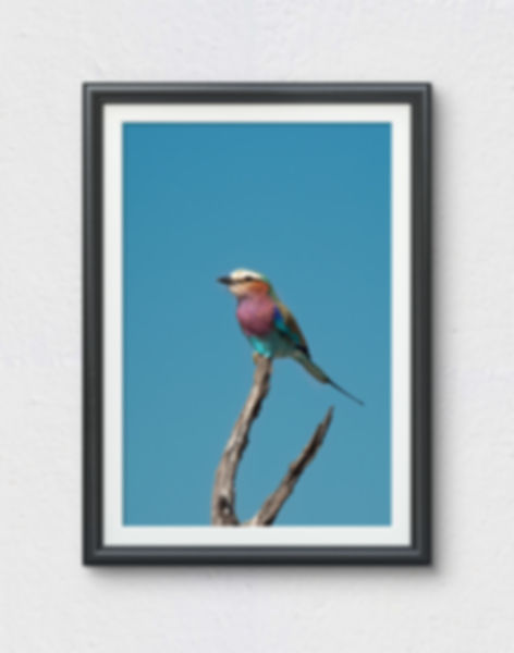 The Peace Bird