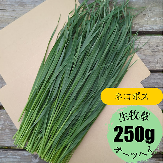 ネコポス発送】生牧草オーツヘイ ー常温発送ー | Bunnytree Shop