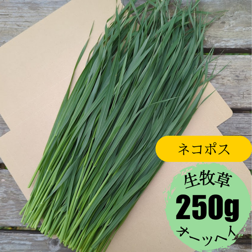 ネコポス発送】生牧草オーツヘイ ー常温発送ー | Bunnytree Shop