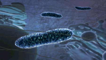 bio.gif