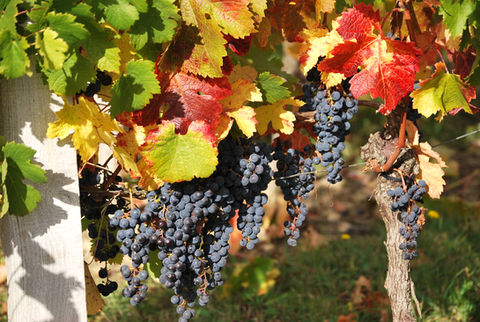 Grape Selection - Château La Poste
