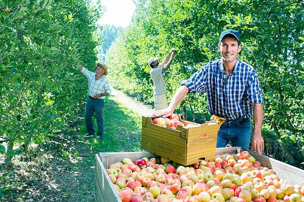 縮圖：Oak Glen Apple加州蘋果鎮無農藥無蠟蘋果一份3磅
