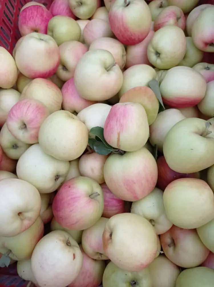 Oak Glen Apple加州蘋果鎮無農藥無蠟蘋果一份3磅