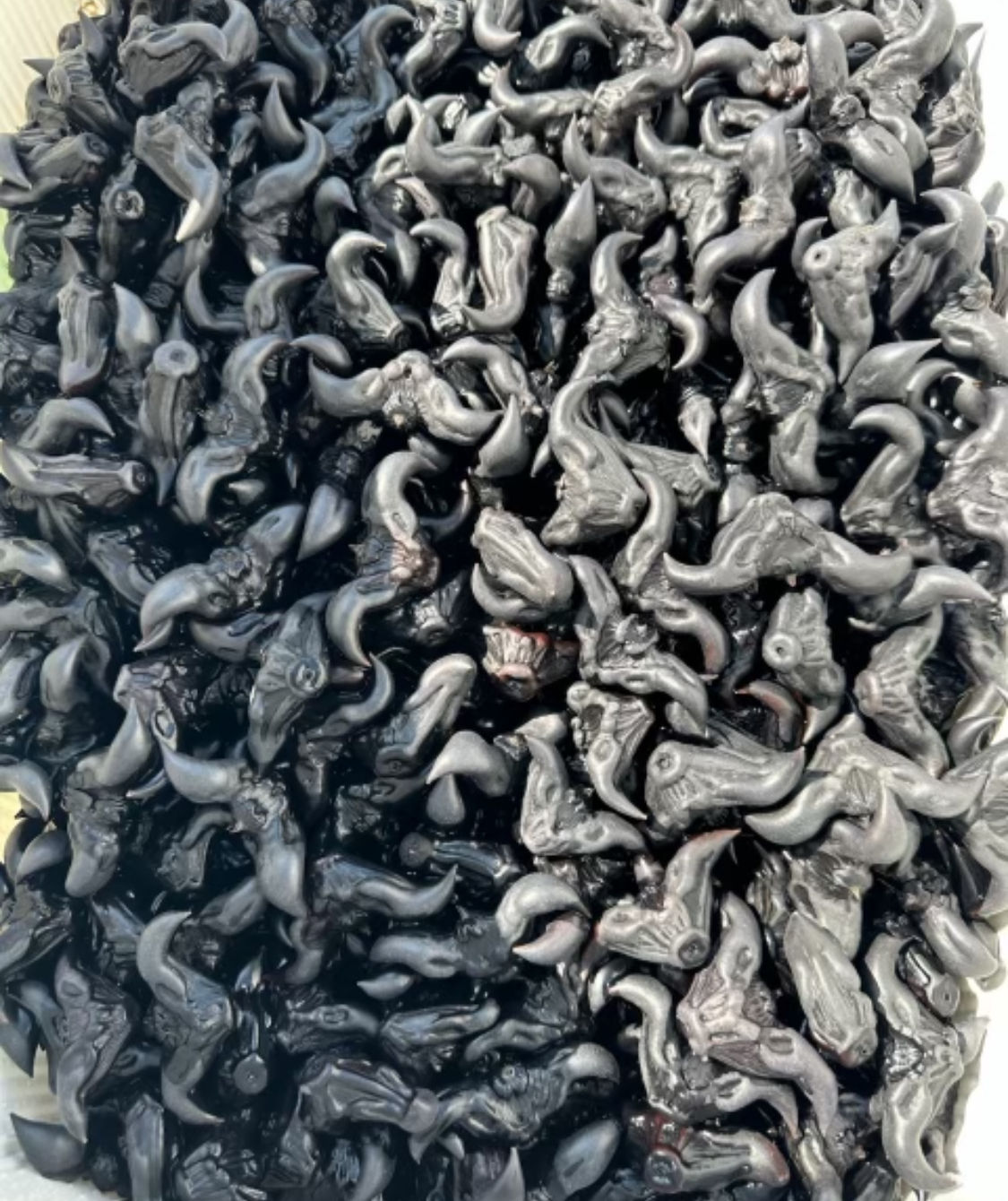 Water Caltrop菱角一份2磅