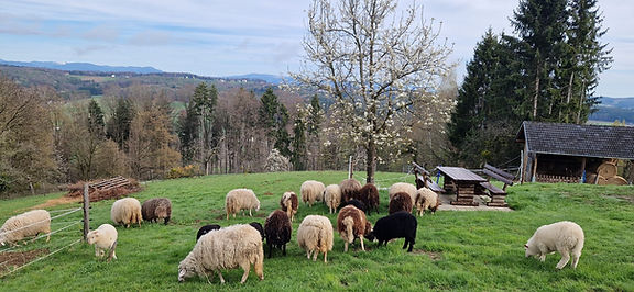 wohnmobilstellplatz-wohlfuehloase-schafe-panorama-steiermark.jpg