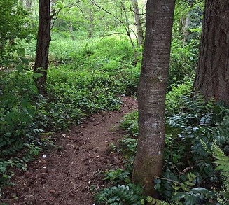 Chehalis trail near Bhr Martin Way..jpg