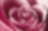rose-7863172_1920_edited.jpg