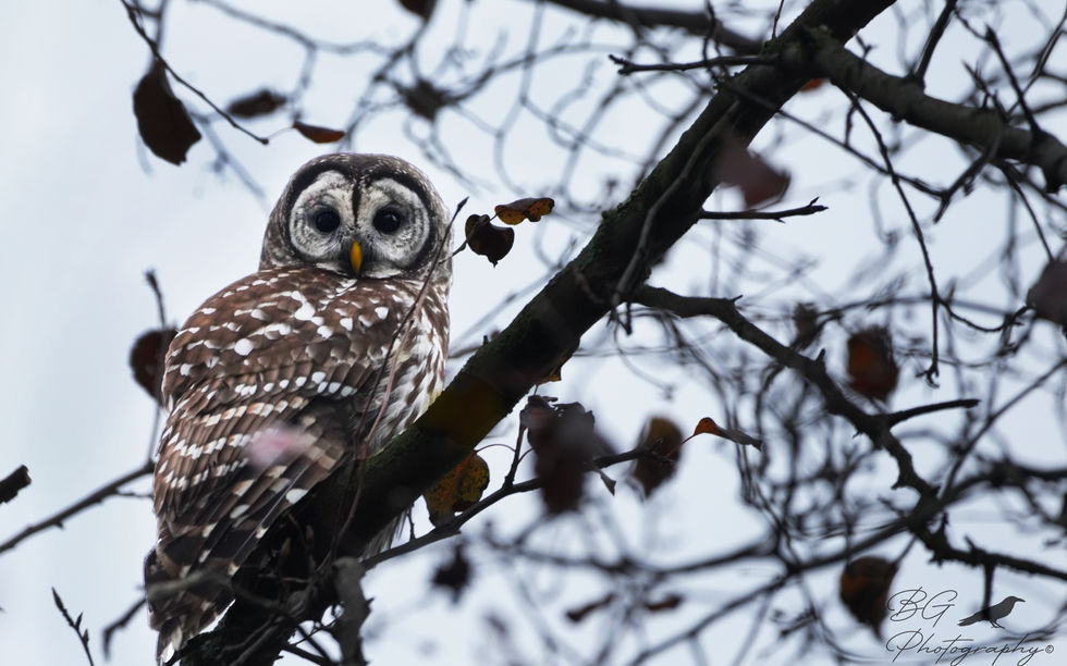 owl.jpg