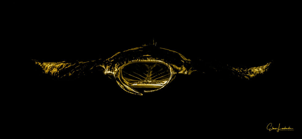 MANTA Gold Engel.jpg