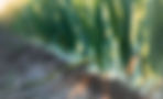 ll-ag-production-hero-background.jpg