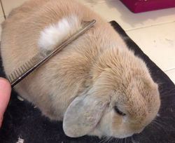Rabbit-Grooming