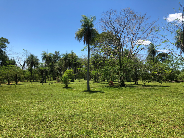 Beautiful palm tree on a property in Paraguay