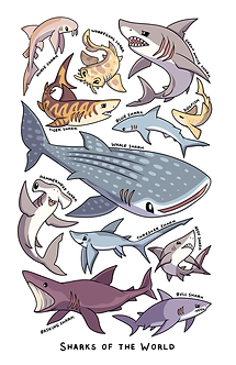 aardwolf prints sharks text.png