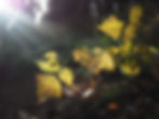 green-leafed plants_edited.jpg