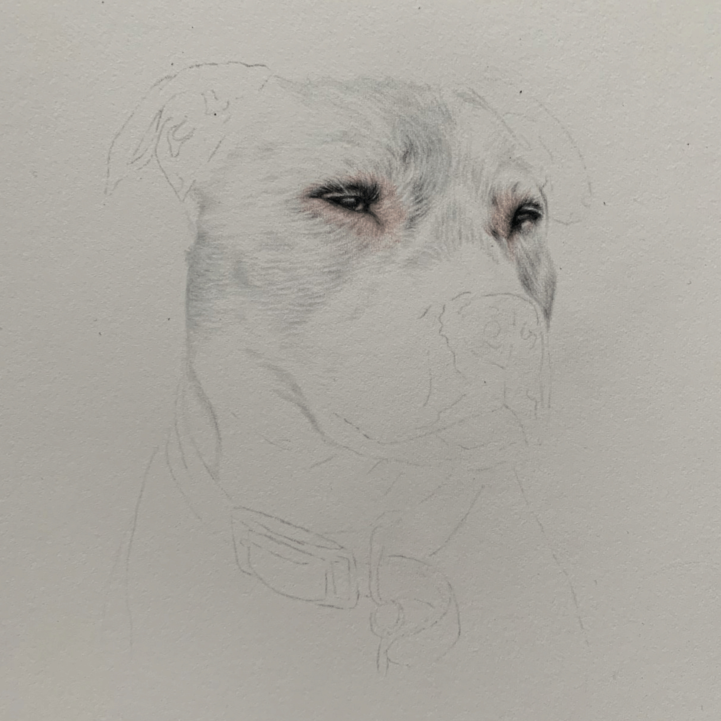 staffiegif.gif