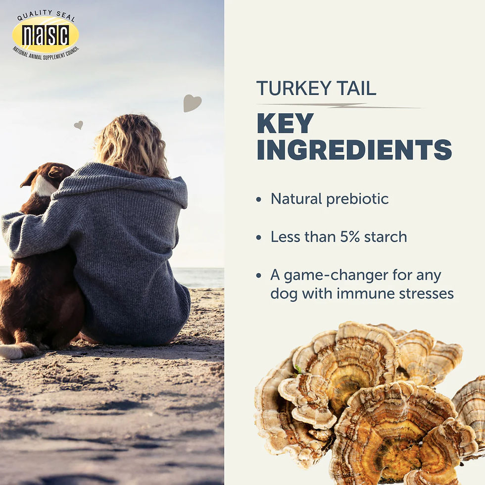 Thumbnail: Turkey Tail - Organic Mushroom Extract