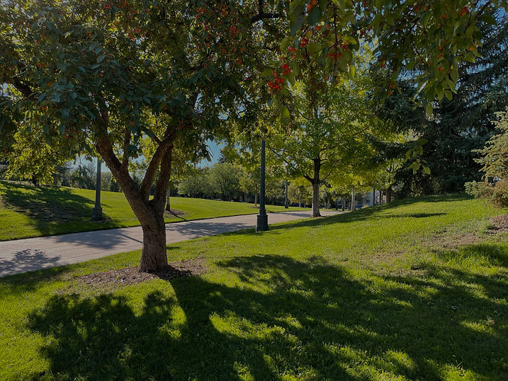 Beautiful Mayfair Park Trees