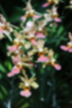 Figure 3: Vanchoanthe SG Families Pavaphon Supanantananont. Year of Celebrating Families Campaign: a commemorative orchid in 2022 and a scripted video extolling the merits of current government subsidies and support groups for families (MSFCares YouTube Channel, 2022). By combining a value-laden orchid symbol with a tightly managed media rollout, the government marries substantive rationality (to rally people around the value of family) with formal rationality (to ensure clear, effective communication and uptake of pro-family policies).