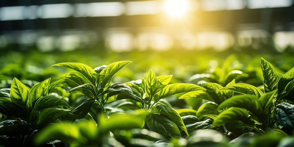 inside-greenhouse-rows-green-pepper-plants-reach-light-filtering-through.jpg