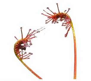 Untitled design-19 copy 19.png