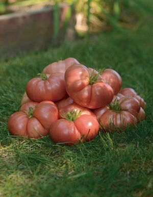 Heirloom Marriage Big Brandy (rose)